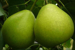 Груша «Фаворитка»